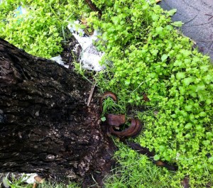 dec5ptloboswalgreens