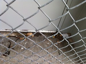 Spotted July 13 at Point Lobos Walgreens. The peels later escaped, and were spotted clustered nearby. 