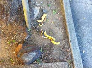 Spotted January 18 at 8:42 AM, under a tree at 42nd and Clement.