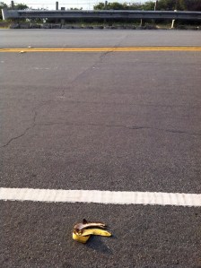 Spotted this evening at 5:45, on the Presidio cliffs. Had to pull over for this one. 