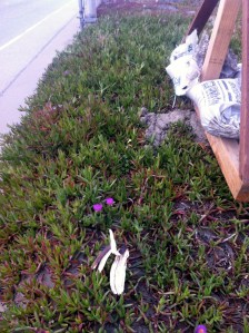 Spotted today at 5:55 PM, on Sloat and Great Highway. 