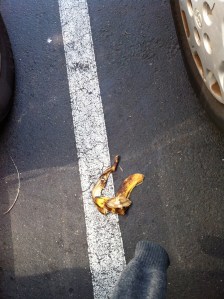 As if the Berkeley Bowl parking lot wasn't already dangerous enough, this peel was right underfoot as I got out of the car. Spotted on 3/22 at 12:19 PM.