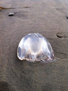 Jellies are slippery too!