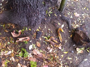 7.25.13 3-50-23 PM pt lobos? 