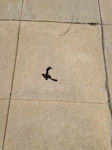 During a heat wave in LA, it's so hot you can fry a peel on the sidewalk. This one was a little too close to home, on Cromwell Ave. 