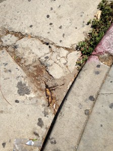 April 11, 1:30 PM: Silver Lake Blvd, across from LAMILL coffee.