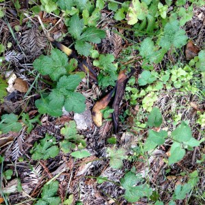 UC Santa Cruz, April 25, right next to a banana slug.